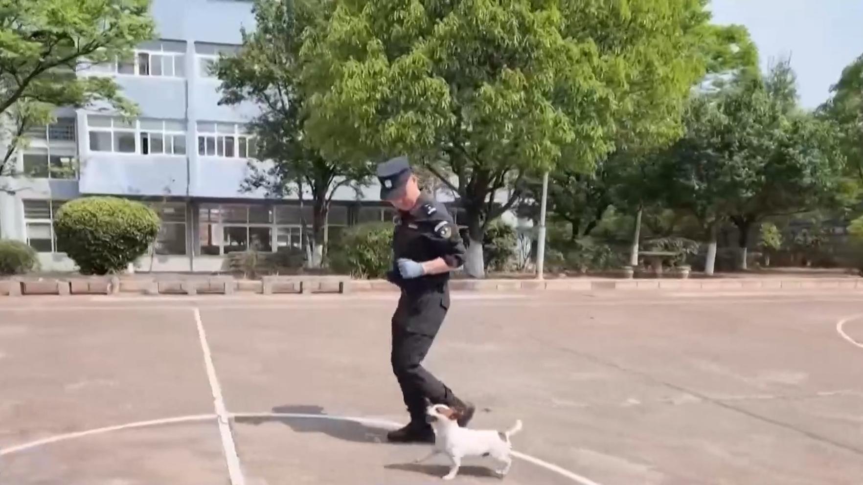 林诗栋张本智和